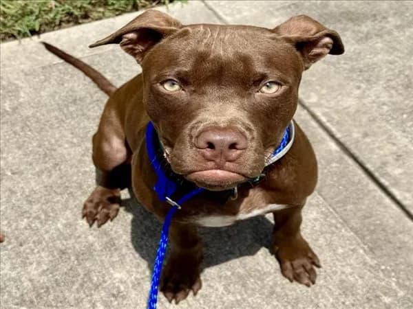 Roscoe - Staffordshire Bull Terrier mix
