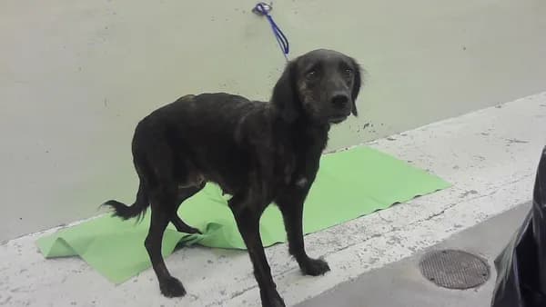 Unnamed - Labrador Retriever