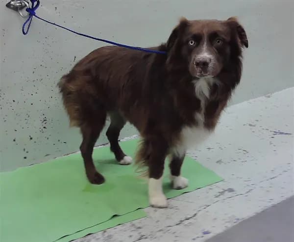 Atticus - Australian Shepherd mix