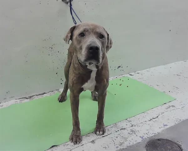 Unnamed - Staffordshire Bull Terrier mix