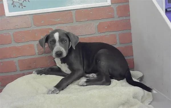Unnamed - Catahoula Leopard Hound mix