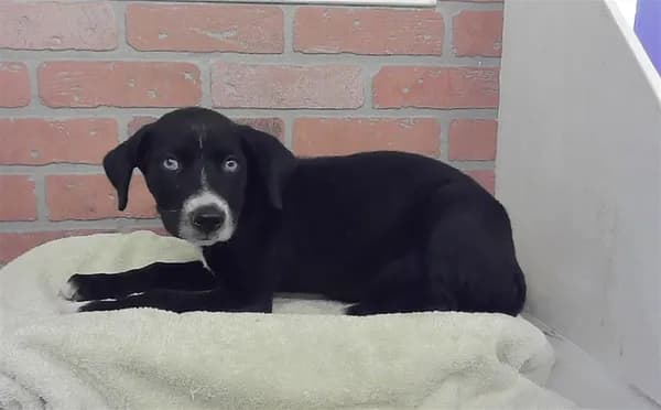 Unnamed - Catahoula Leopard Hound mix