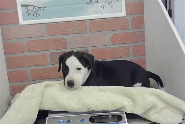 Unnamed - Staffordshire Bull Terrier mix