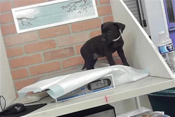 Unnamed - Staffordshire Bull Terrier mix