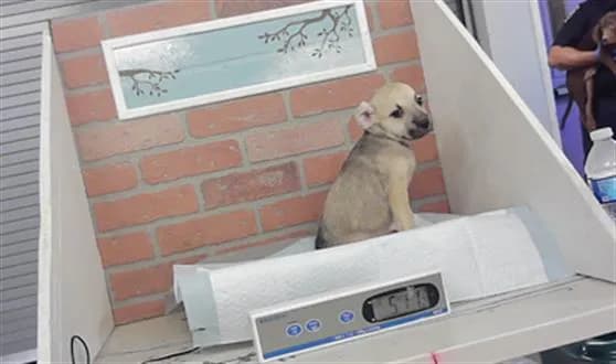 Unnamed - Staffordshire Bull Terrier mix
