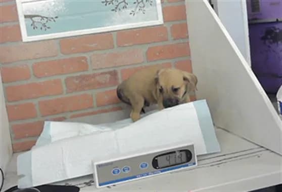 Unnamed - Staffordshire Bull Terrier mix