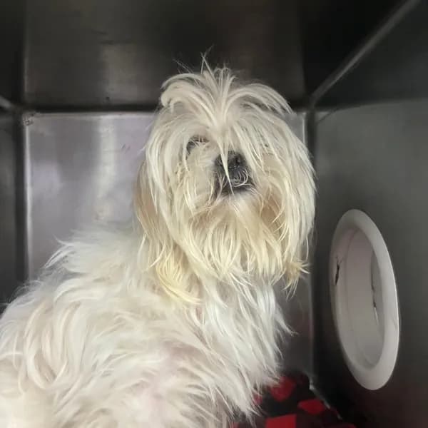 Starry Silvi - Maltese / Mix