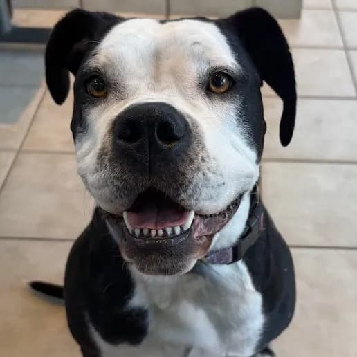 Penny Dot - Bulldog, English / Mix