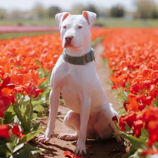 Mummy - Terrier, American Pit Bull / Mix