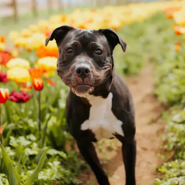 Vera - Terrier, American Pit Bull / Boxer