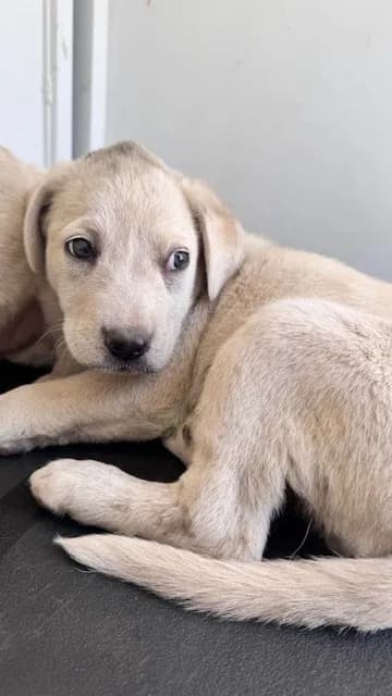 Unnamed - Labrador Retriever mix