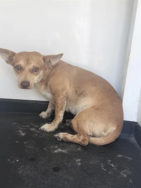 Unnamed - Chihuahua - Smooth Coated