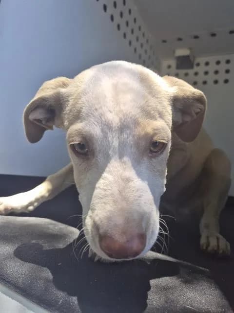 Unnamed - Pit Bull Terrier