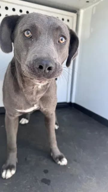 Unnamed - Pit Bull Terrier