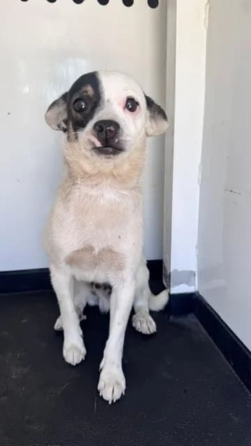 Unnamed - Chihuahua - Smooth Coated