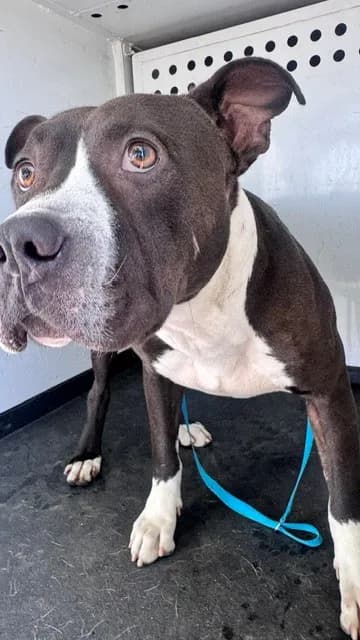 Unnamed - Pit Bull Terrier