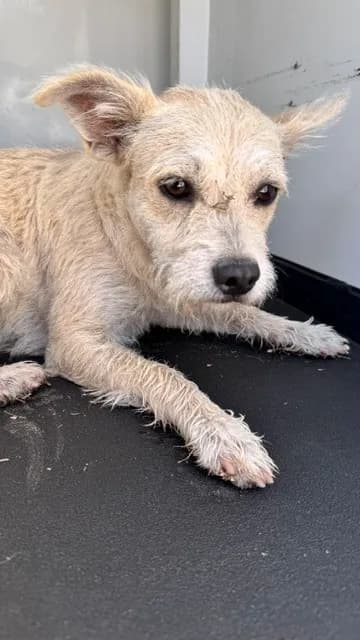 Unnamed - Terrier