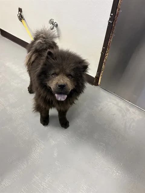 Unnamed - Chow Chow