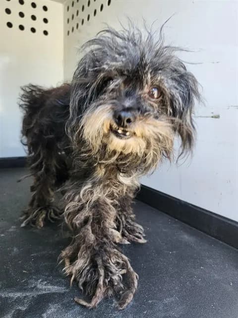 Unnamed - Poodle - Miniature