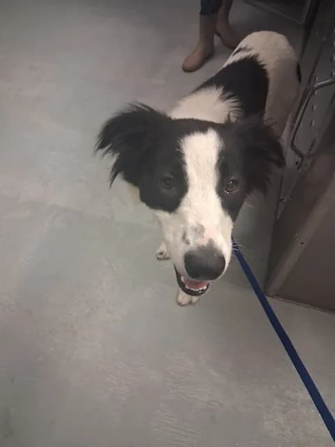 Unnamed - Border Collie