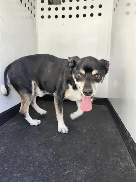Unnamed - Chihuahua - Smooth Coated