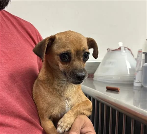 Unnamed - Chihuahua - Smooth Coated