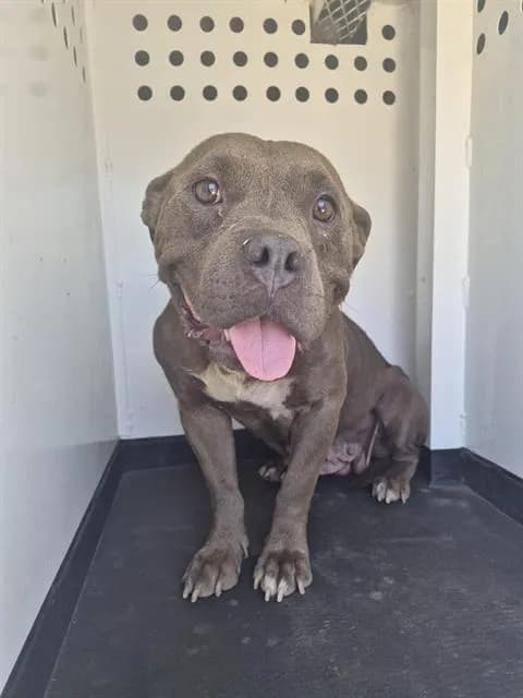 Unnamed - Pit Bull Terrier