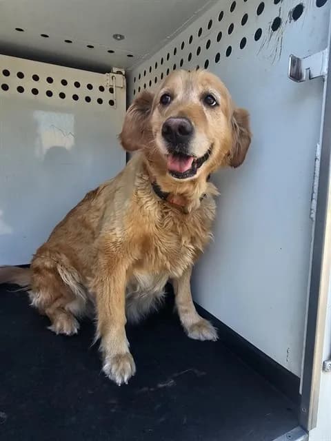 Unnamed - Golden Retriever