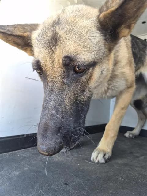Unnamed - German Shepherd Dog