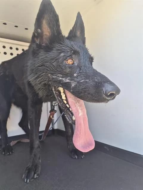 Unnamed - German Shepherd Dog