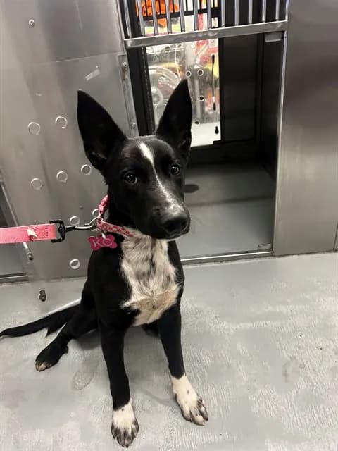 Kc - German Shepherd Dog