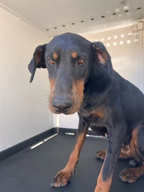 Unnamed - Doberman Pinscher