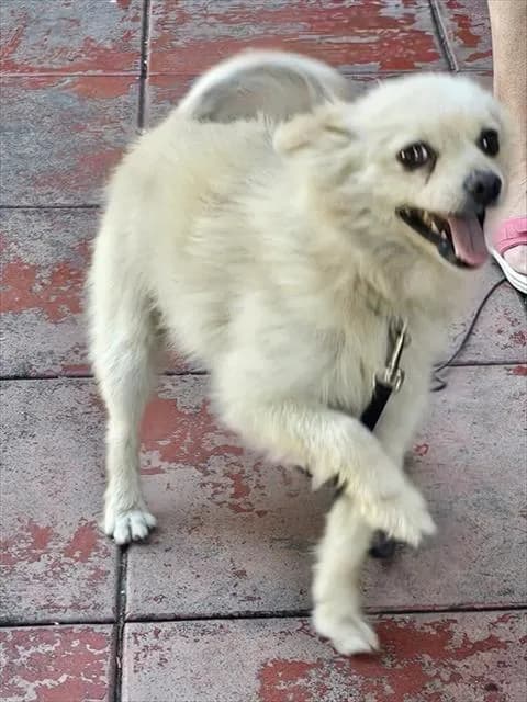 Unnamed - Pomeranian