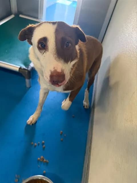Canelo - Border Collie mix
