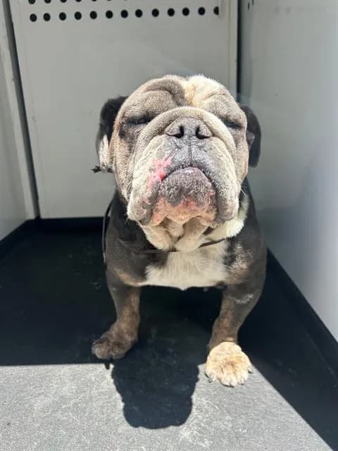 Unnamed - English Bulldog