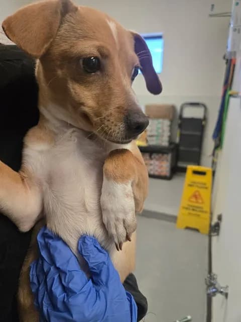 Unnamed - Chihuahua - Smooth Coated