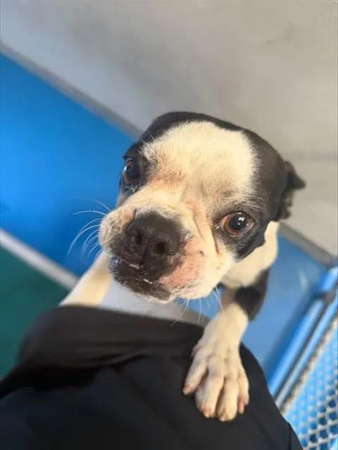 Rocky - Boston Terrier