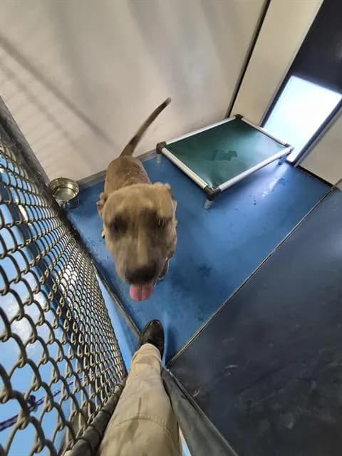 Unnamed - Pit Bull Terrier