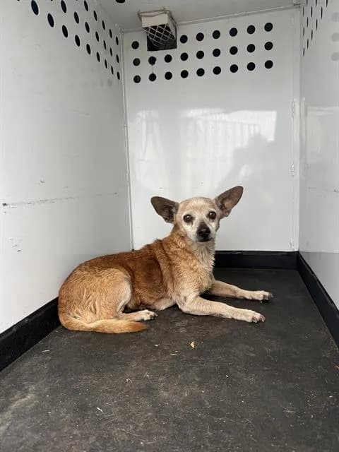 Unnamed - Chihuahua - Smooth Coated