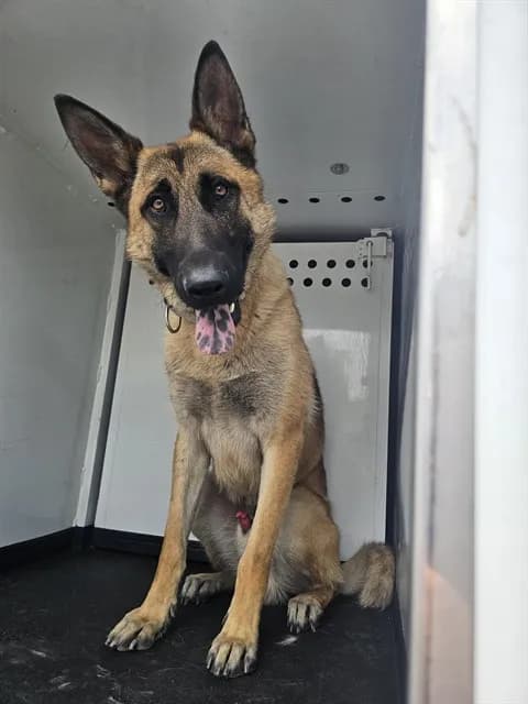 Unnamed - German Shepherd Dog