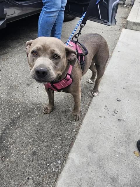 Unnamed - Pit Bull Terrier
