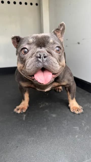 Unnamed - French Bulldog