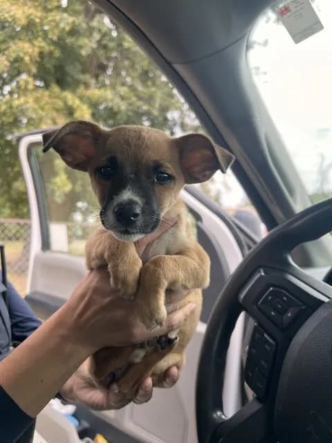 Unnamed - Chihuahua - Smooth Coated mix