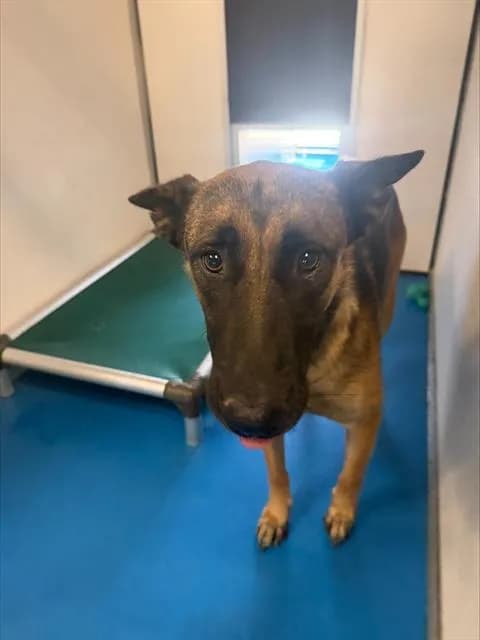 Lola - German Shepherd Dog