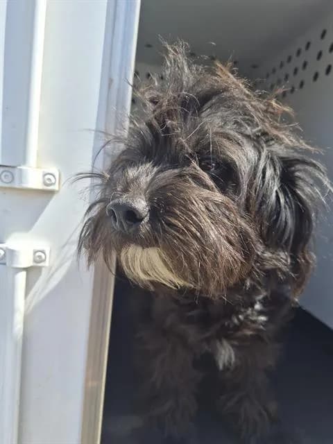 Unnamed - Maltese mix