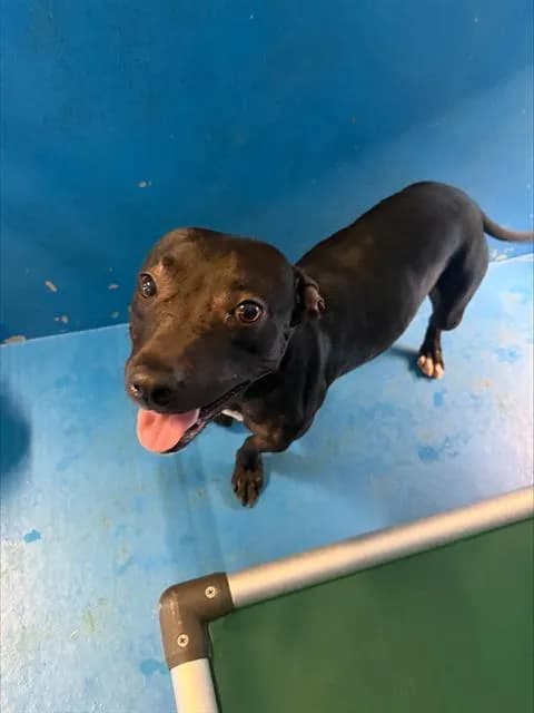 Gidget - Dachshund