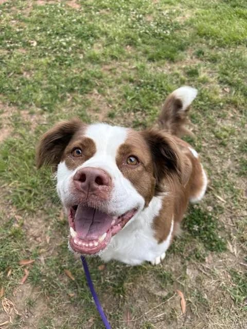 Moose - Australian Shepherd mix