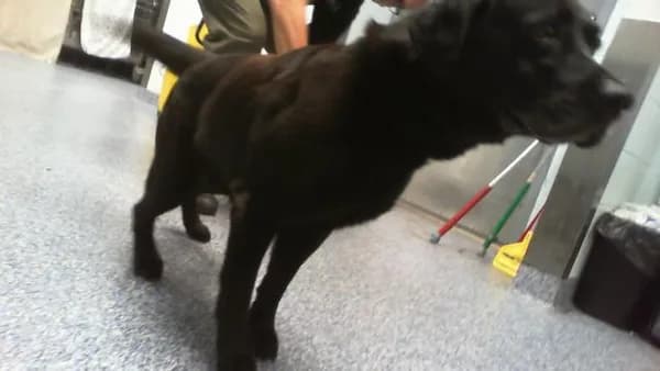 Pantera - Labrador Retriever mix