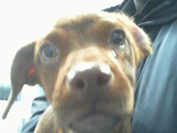 Maggie - Pit Bull Terrier mix