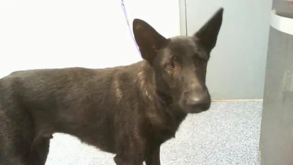 Chapo - Dutch Shepherd